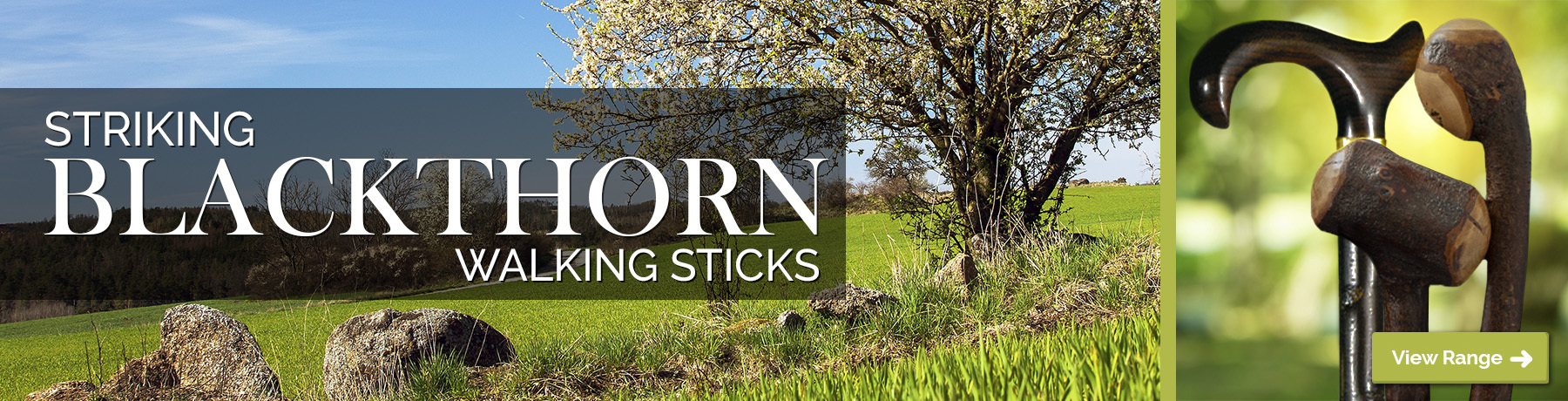 Blackthorn Walking Sticks