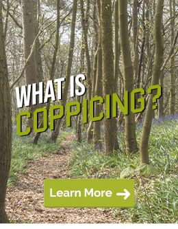 Learn About Coppicing Here