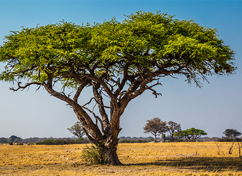 Acacia Wood Tree