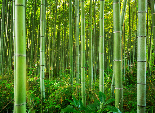 Bamboo Trees