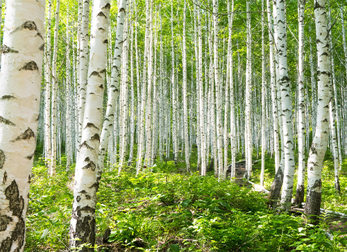 Silver Birch Trees