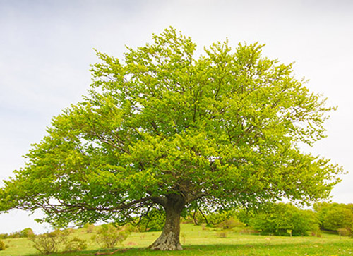 Beech Tree