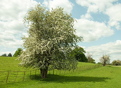 Blackthorn