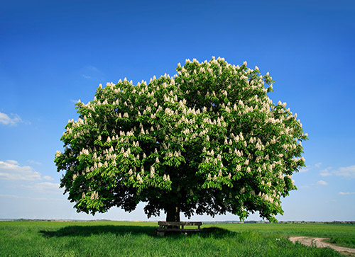 Chestnut Tree