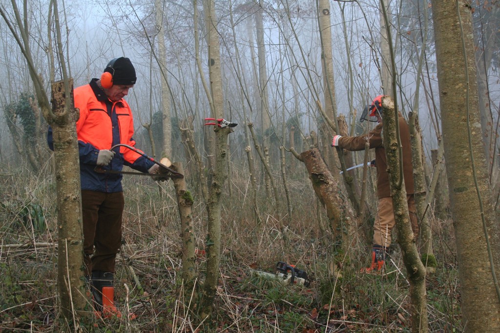 Coppicing in the winter