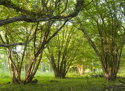 Hazel Trees