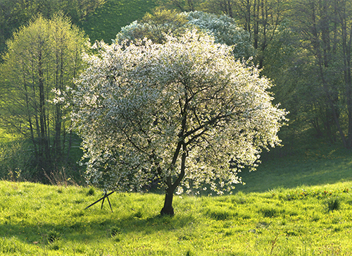 Cherry Tree