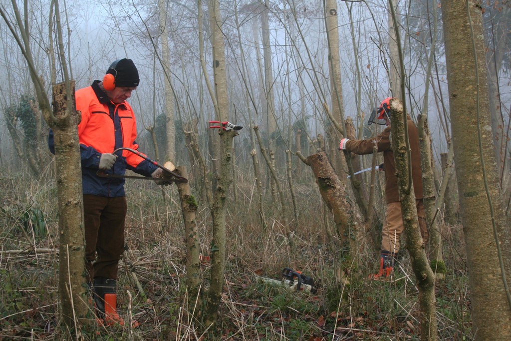 Coppicing in the Mist