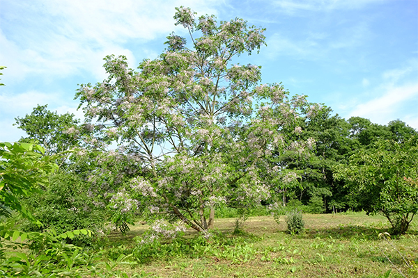 Ebony Tree