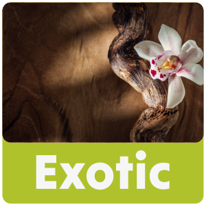 Exotic Walking Sticks