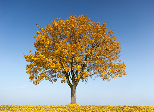 Maple Trees