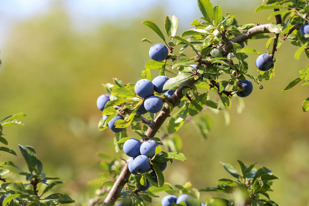 what is blackthorn wood