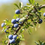 What Is Irish Blackthorn?