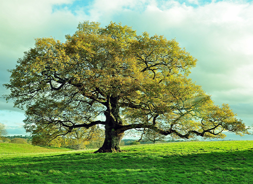 Oak Tree