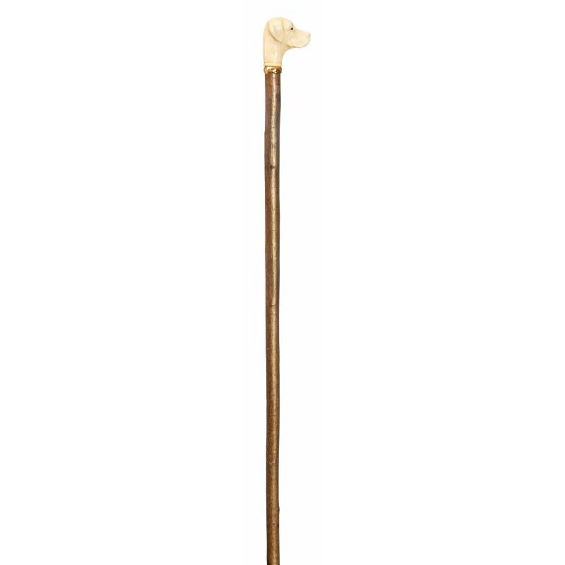 Labrador Handle Hazel Walking Stick WalkingSticks.co.uk